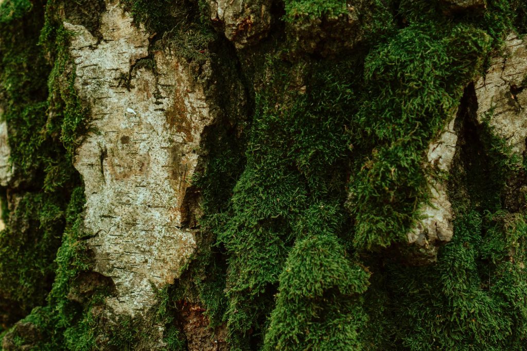ANTIQUE bark Xera trees