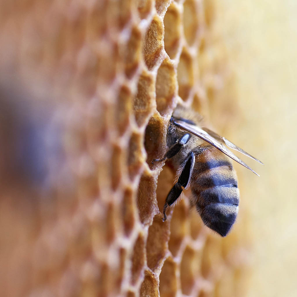 Bee working Xera Honey
