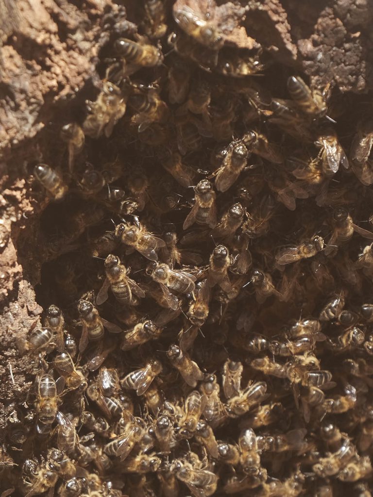 ANTIQUE bees in tree