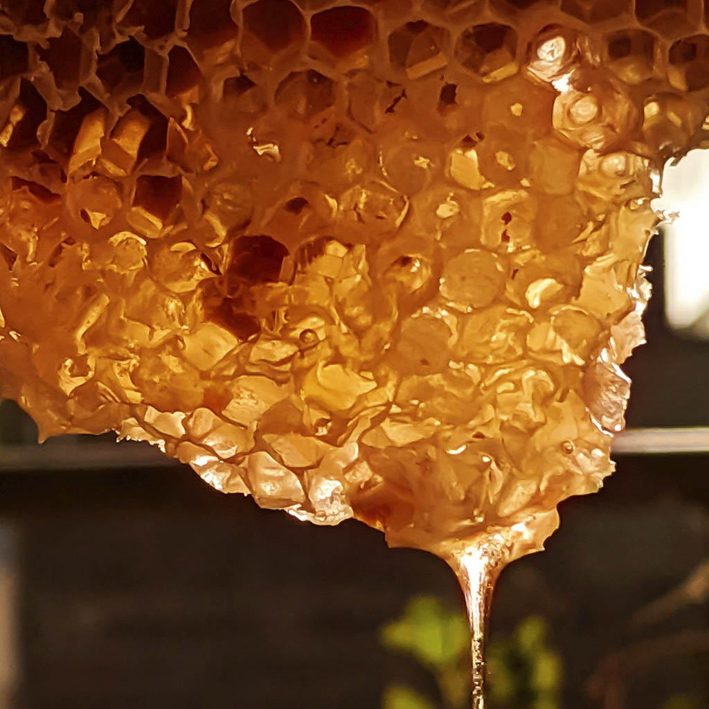 ANTIQUE honey by Xera