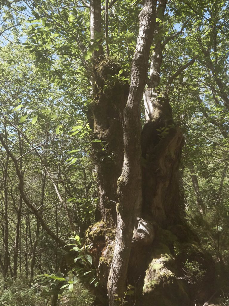 ANTIQUE Xera trees environment
