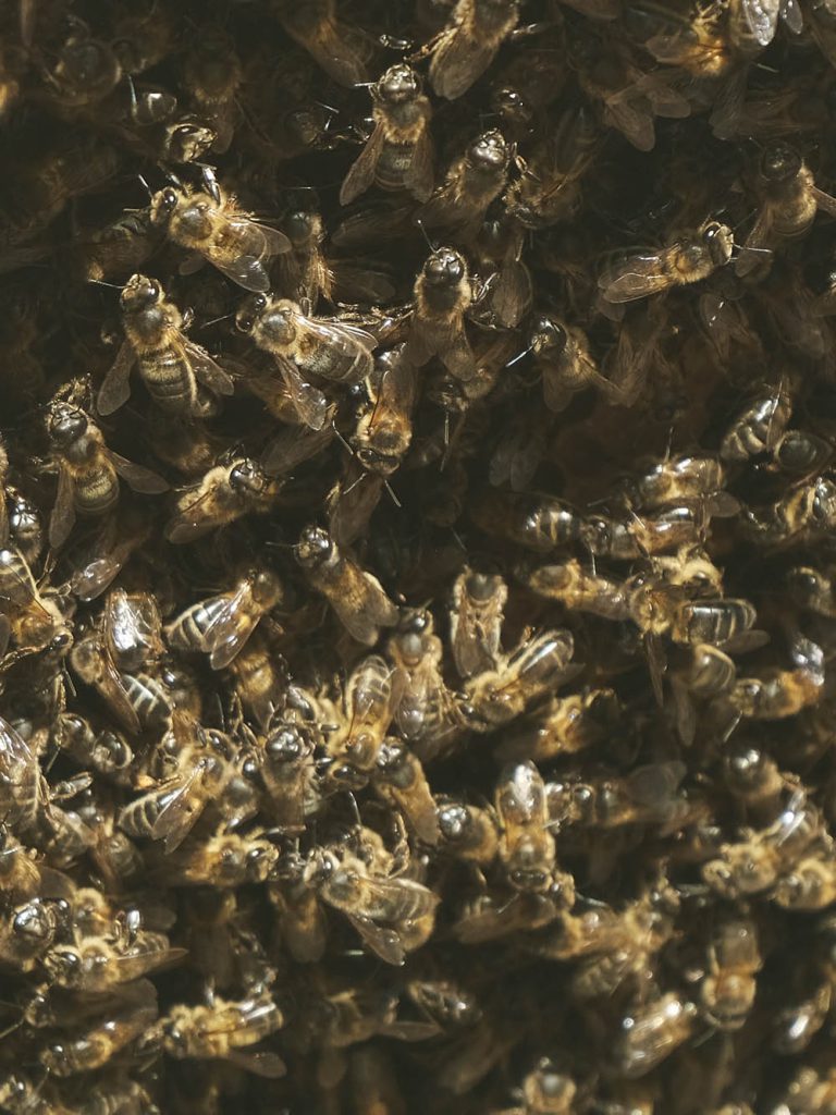 Environment Xera bees