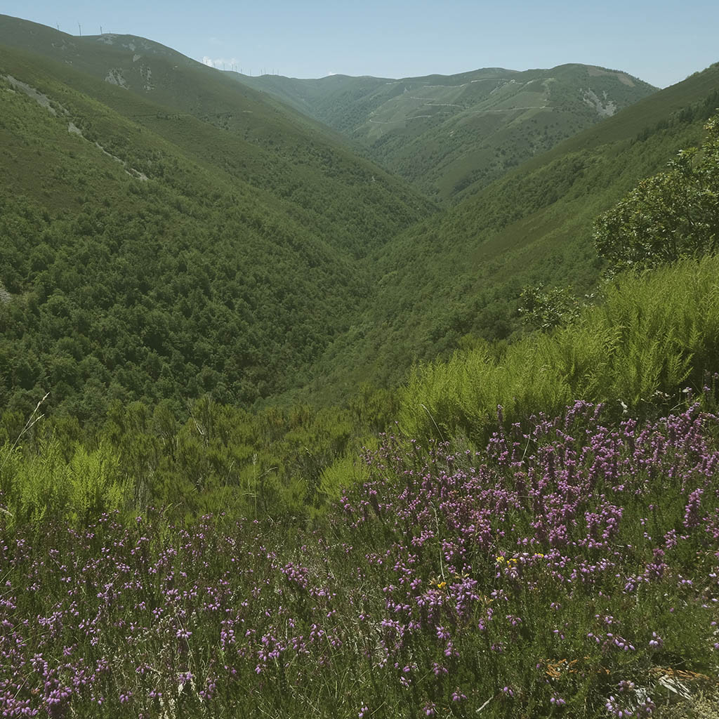 Environment Xera honey cinerea Mountains