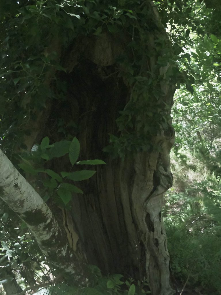Environment Xera trees 01