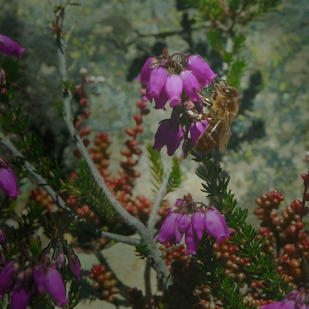 PEARL Xera Bee collecting nectar