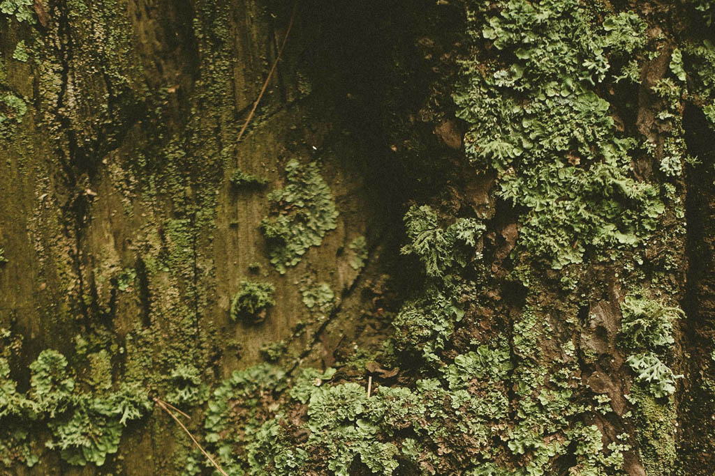 PEARL Xera tree