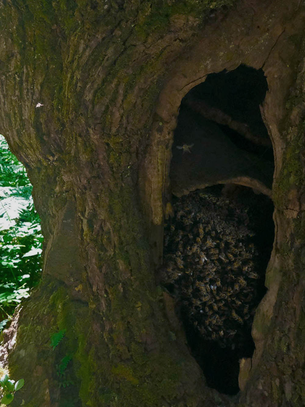 PROPERTIES bee panel inside chesnut Xera Honey