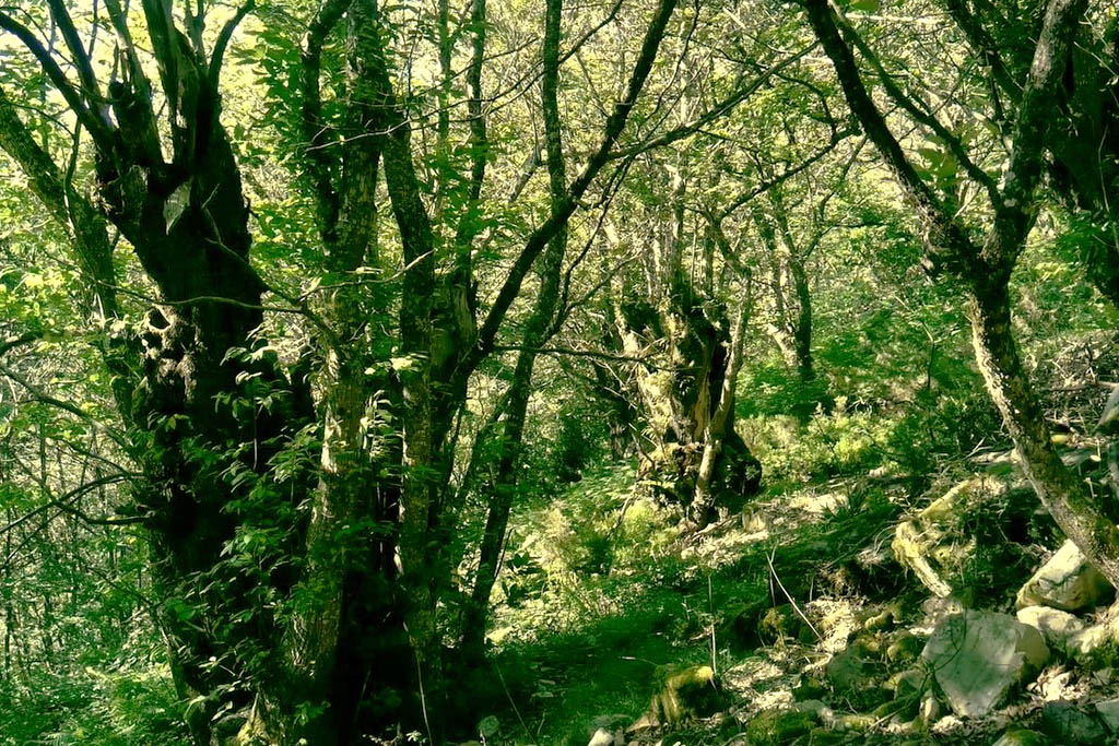 PROPERTIES environment chesnuts XERA Honey