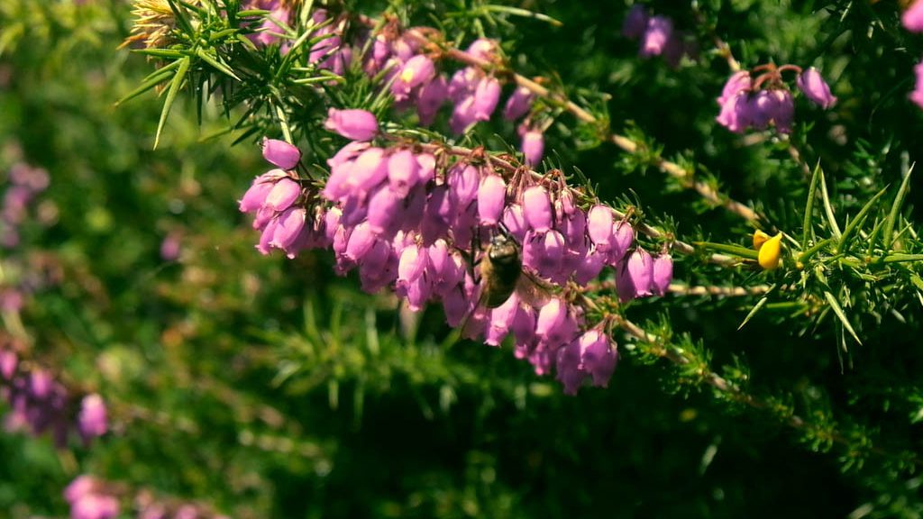 Xera Bee in Cinerea Flower antioxidant effect