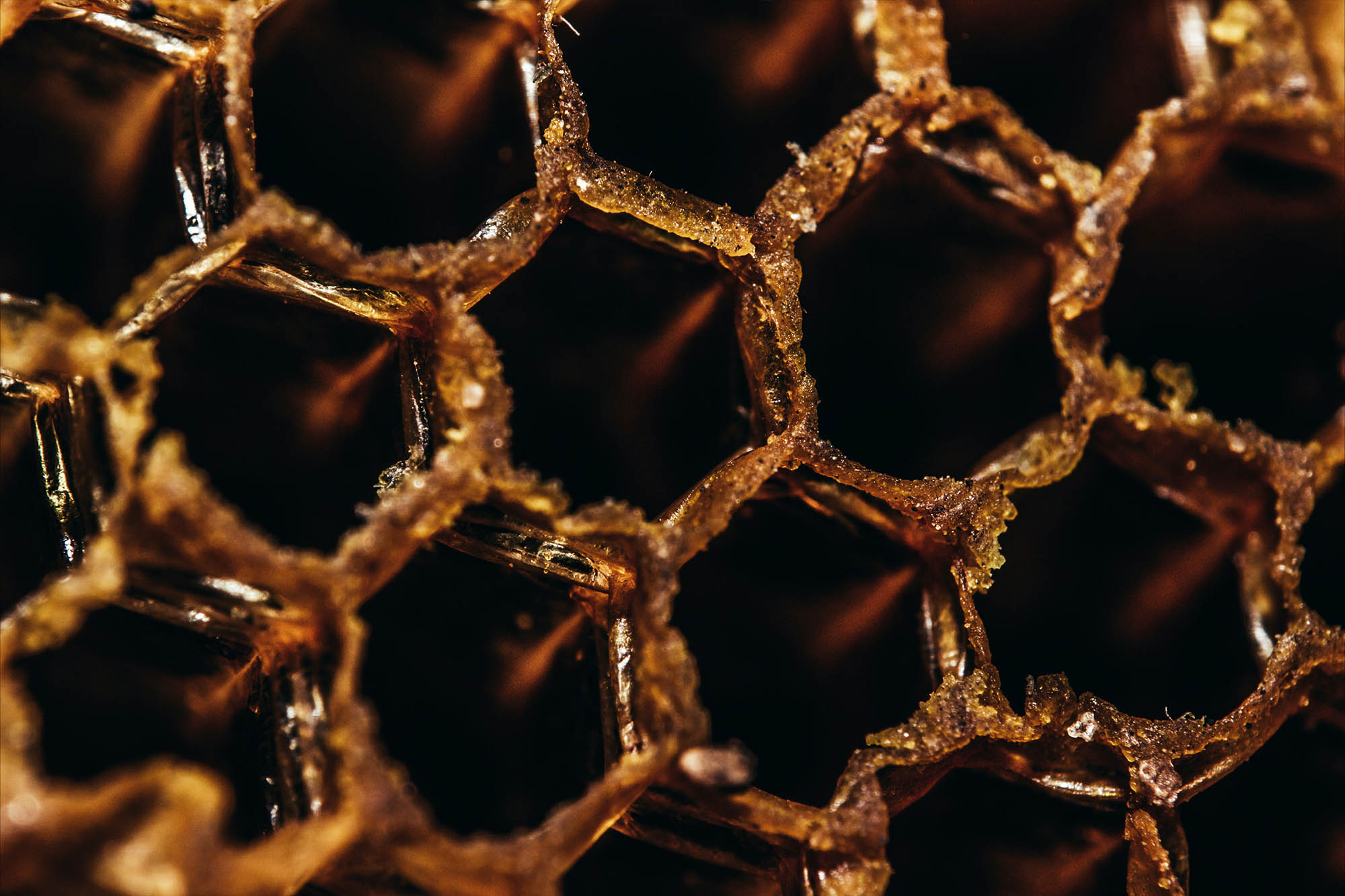 Xera honey bee panel
