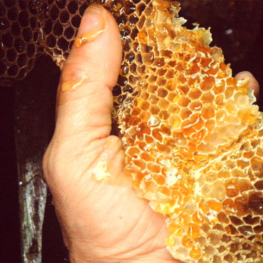 Raw Xera honey being hand extracted from chestnut trees